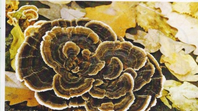 ARTIGO CORIOLUS VERSICOLOR – O COGUMELO QUE AJUDA NO COMBATE AO CANCRO