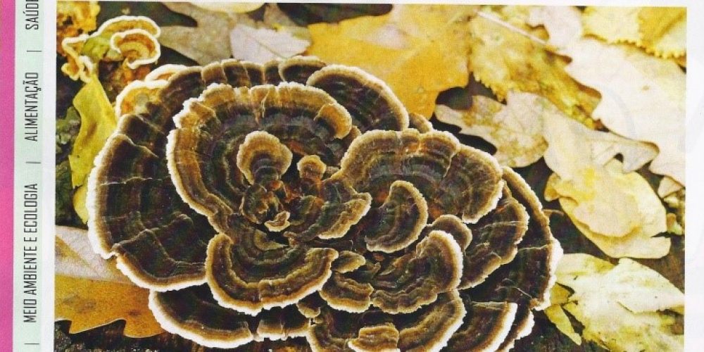 ARTIGO CORIOLUS VERSICOLOR – O COGUMELO QUE AJUDA NO COMBATE AO CANCRO