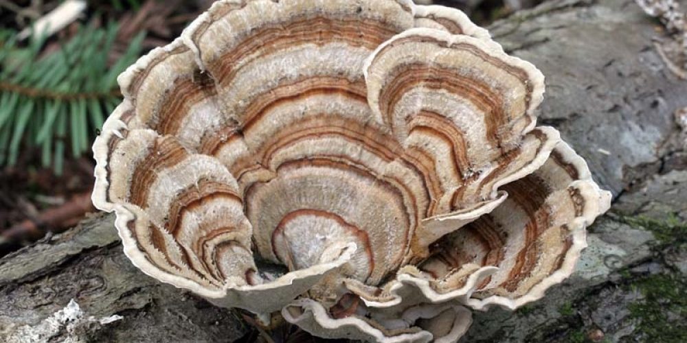 Coriolus Versicolor – O cogumelo que ajuda no reforço do sistema imunitário
