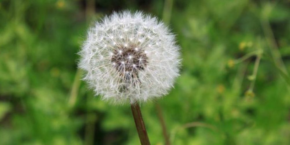 A MEDICINA CHINESA NO TRATAMENTO DAS ALERGIAS