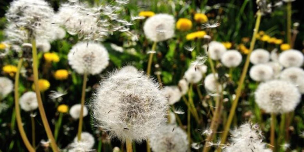 PODE A MEDICINA TRADICIONAL CHINESA SER A SOLUÇÃO PARA AS ALERGIAS?