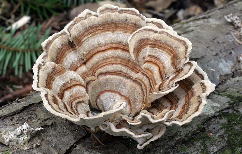 Coriolus Versicolor – O cogumelo que ajuda no reforço do sistema imunitário